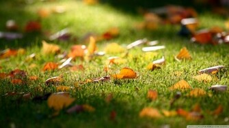 Early Fall Wallpaper
