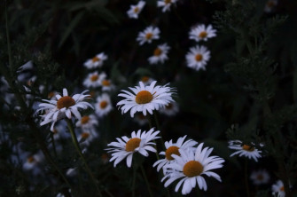 Daisy Aesthetic Computer Wallpaper