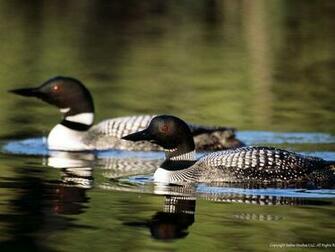 Loon Wallpaper Related Keywords Amp Suggestions