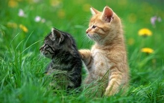 Funny Animal Desktop Wallpaper