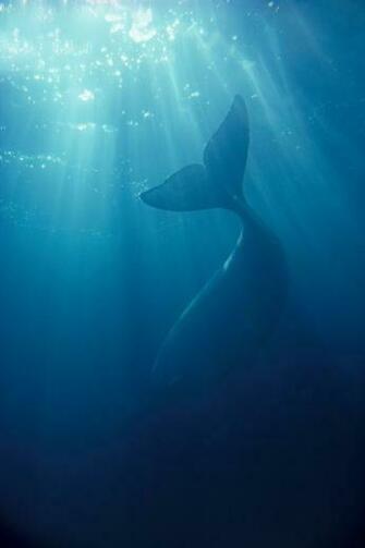 Whale iPhone Wallpaper