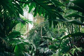 Jungle Background Image HD Background