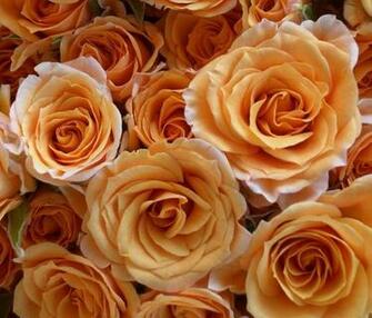 Gold Roses Phone Wallpaper By Brandiwig84