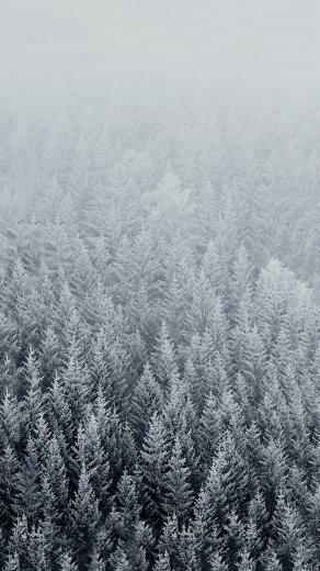 iPhone Plus Wallpaper Official Winter With Snowy Trees HD