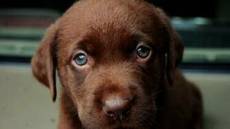 Brown Labrador Puppy Widescreen Wallpaper