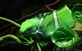HD Wallpaper Iguana