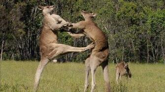 Kangaroo Wallpaper HD Image Ten Pictures