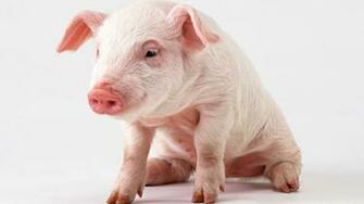 As Desktop Background Wallpaper Animals Pigs Pink Pig