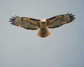 Wallpaper HD Hawk Eagle