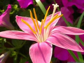 Desktop Wallpaper Flowers Background Stargazer Lily