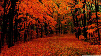 Top Fall Wallpaper Full HD 4k To Use