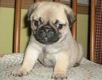 Baby Pug Wallpaper HD