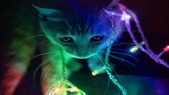 Christmas Kitty Computer Wallpaper Desktop Background