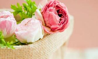 Special Peony Wallpaper Full HD Pictures