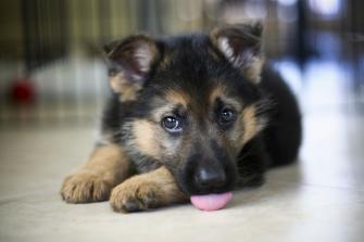 German Shepherd Puppies Wallpaper Top