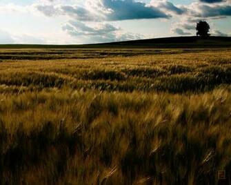 Africa Wallpaper
