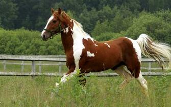 Horses Px High Resolution Wallpaper