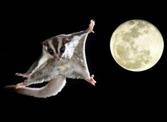 Sugar Glider Gambar Yang Imut Dan