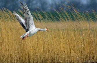 Geese Birds HD Wallpaper Background Of