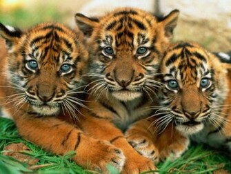 Cat Wallpaper Big Cats