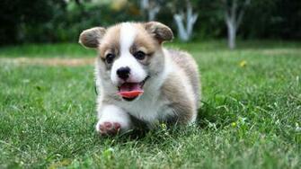 Corgi Puppies Jpg