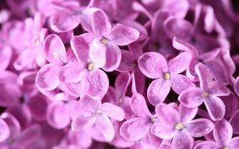 Purple Image Lilac Flower HD Wallpaper And Background Photos