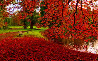 Fall Foliage Wallpaper HD