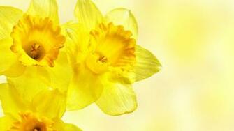 Yellow Flower Wallpaper