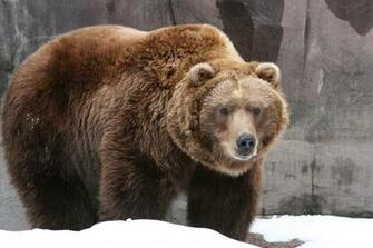 Desktop Background AnimalplanetHD Grizzly Bear