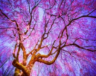 Pretty Spring Flowers Background Wallpaper