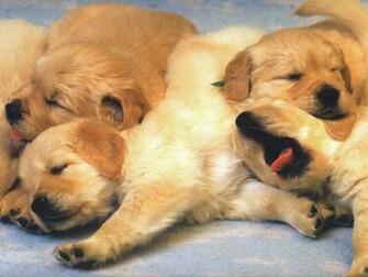 Of Puppies Dog Wallpaper Computer Desktop