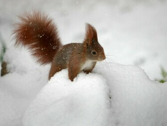 Beautiful Wallpaper Squirrels