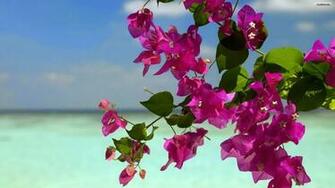 Summer Flowers Wallpaper Beautiful Desktop