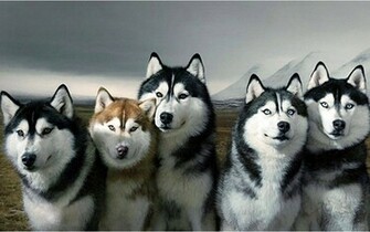 Husky Wallpaper