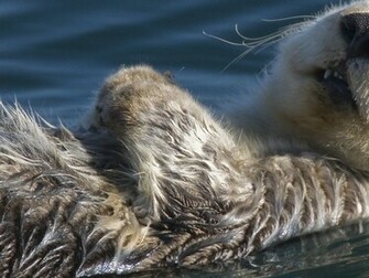 Otter HD Wallpaper Pictures