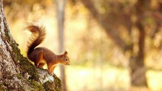 Wallpaper Spring Animals