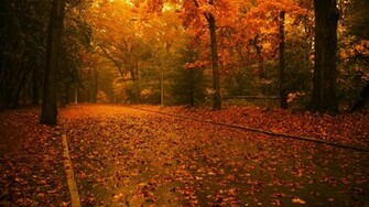 Wallpaper Nature Autumn Fall