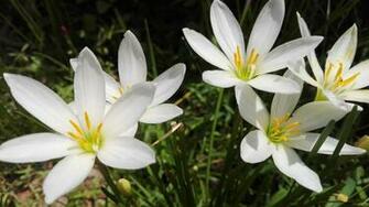Wallpaper Summer White Orchid Flowers Petals Sunshine