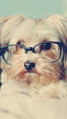 Cute Lomo Vintage Pup Dog Glasses Funny With