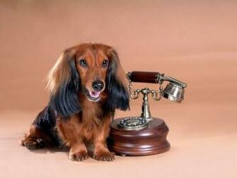 Wallpaper Dachshund Pictures