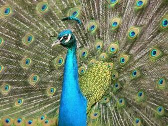 Peafowl Wallpaper First HD