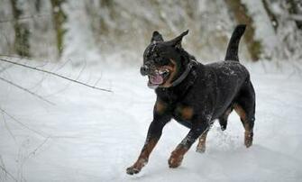 Rottweiler Wallpaper