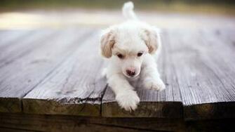 Labrador Puppy Wallpaper