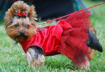 Pictures Animal Yorkshire Terrier Puppy Wallpaper Get