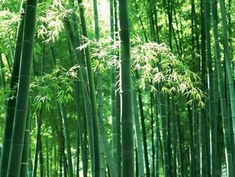 Beautiful Wallpaper For Desktop Bamboo Tree HD
