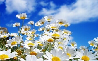 Daisies Wallpaper