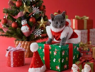 Funny Image Collection Christmas Cat Decorations