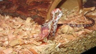 Image Of Corn Snake