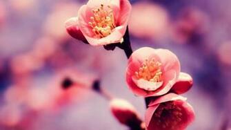 Spring Desktop Background Airwallpaper