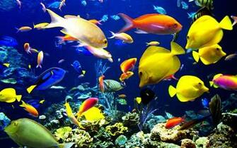 Ocean Fish Wallpaper